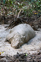 Sumatran rhino (Dicerorhinus sumatrensis) wallowing in mud bath. Captive-Sumatran Rhino Sanctuary, within Way Kambas National Park, Lampung Province, southern Sumatra, Indonesia