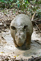 Sumatran rhino (Dicerorhinus sumatrensis) in mud bath. Captive-Sumatran Rhino Sanctuary, within Way Kambas National Park, Lampung Province, southern Sumatra, Indonesia