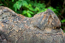 Close up of the horn of a Sumatran rhino (Dicerorhinus sumatrensis) Captive-Sumatran Rhino Sanctuary, within Way Kambas National Park, Lampung Province, southern Sumatra, Indonesia