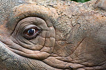 Close up of the eye of a Sumatran rhino (Dicerorhinus sumatrensis) Captive-Sumatran Rhino Sanctuary, within Way Kambas National Park, Lampung Province, southern Sumatra, Indonesia