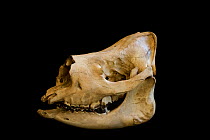 Sumatran rhino (Dicerorhinus sumatrensis) - skull and lower jaw bone of animal killed by poachers Way Kambas National Park, Lampung Province, southern Sumatra, Indonesia Critically endangered - fewe...