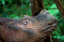 Sumatran rhino (Dicerorhinus sumatrensis) rubbing horns against tree trunks. Captive-Sumatran Rhino Sanctuary, within Way Kambas National Park, Lampung Province, southern Sumatra, Indonesia