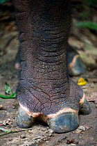 Sumatran rhino (Dicerorhinus sumatrensis)  close up of foot. Captive-Sumatran Rhino Sanctuary, within Way Kambas National Park, Lampung Province, southern Sumatra, Indonesia