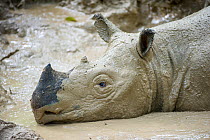 Head portrait of Sumatran rhino (Dicerorhinus sumatrensis) wallowing in mud bath. Captive-Sumatran Rhino Sanctuary, within Way Kambas National Park, Lampung Province, southern Sumatra, Indonesia