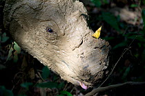 Head portrait of Sumatran rhino (Dicerorhinus sumatrensis) covered in mud from mud bath. Captive-Sumatran Rhino Sanctuary, within Way Kambas National Park, Lampung Province, southern Sumatra, Indonesi...