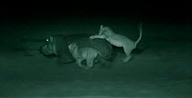 Lions (Panthera leo) hunting hippopotamus, Masai Mara, Kenya. Image taken at night using 'Starlight Camera' technology without artificial lighting. ~Can only be used if National Geographic ^Night of t...