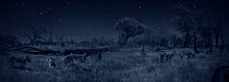 Pride of lions (Panthera leo) in Masai Mara, Kenya. Photographed at night using 'Starlight Camera' technology without artificial lighting.