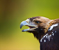 Spanish imperial eagle (Aquila adalberti) head portrait, calling, Spain Captive