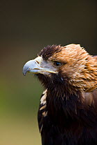 Spanish imperial eagle (Aquila adalberti) portrait, Spain Captive