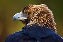 Spanish imperial eagle (Aquila adalberti) rear portrait, Spain Captive