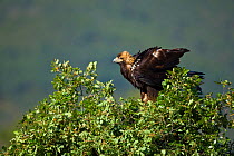 Spanish imperial eagle (Aquila adalberti) perched in tree, Spain, May 2009 Captive