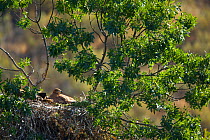 Spanish imperial eagle (Aquila adalberti) at nest in tree, Spain, July