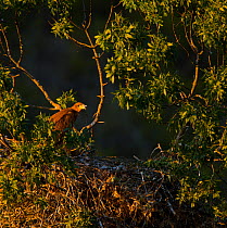 Spanish imperial eagle (Aquila adalberti) at nest in tree, Spain, July