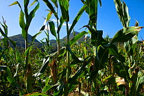 Field of Maize (Zea mays) Ovinana, Asturias, Northern Spain, November 2009
