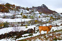 Cow in winter landscape, Valle del Lago, Somiedo NP, Asturias, Northern Spain, November 2009