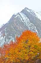 Autumn coloured beech tree with mountain in the background, Somiedo NP, Asturias, Northern Spain, November 2009