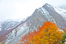 Autumn coloured beech tree with mountain in the background, Somiedo NP, Asturias, Northern Spain, November 2009