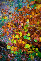 Beech tree leaves, autumn foliage, Somiedo NP, Asturias, Northern Spain, November 2009