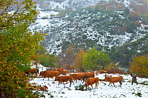 Shepherd and herd of cattle in winter landscape, Valle de Saliencia,  Somiedo NP, Asturias, Northern Spain, November 2009