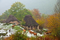 Cattle and shepherd returning to traditional Branas de teito (stone and thatch huts) in winter landscape, Valle de Saliencia,  Somiedo NP, Asturias, Northern Spain, November 2009