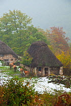 Cattle and shepherd returning to traditional Branas de teito (stone and thatch huts) in winter landscape, Valle de Saliencia,  Somiedo NP, Asturias, Northern Spain, November 2009