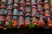 Ferns growing among the roof tiles, Morteras village, Somiedo NP, Asturias, Northern Spain, November 2009