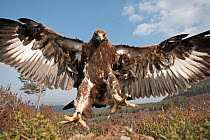 RF- Golden eagle (Aquila chrysaetos) sub-adult male (two years) flying down to take prey, Cairngorms National Park, Scotland, UK, captive. (This image may be licensed either as rights managed or royal...