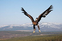 Golden eagle (Aquila chrysaetos) sub-adult male (two years) in flight over Cairngorms National Park, Scotland, UK, captive