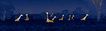 Herd of giraffes (Giraffa camelopardalis) resting at night, Masai Mara, Kenya. Image taken at night using thermal camera technology, with no artificial light.