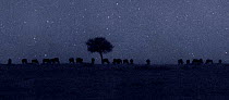 Herd of wildebeest (Connochaetes taurinus) feeding at night. Photographed using 'Starlight Camera' technology without artificial lighting.