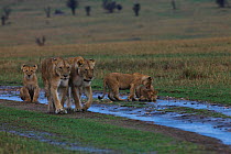 Two lionesses walking along road with three cubs, Masai Mara, Kenya.