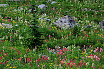 Alpine paintbrush (Castilleja rhexifolia) in an alpine meadow along the Rockwall trail, Kootenay National Park, British Columbia, Canada. (World Heritage Site)July 2009