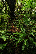 Yew tree (Taxus baccata) and  Hart's tongue ferns (Phyllitis scolopendrium) in temperate forest, Killarney National Park, County Kerry, Republic of Ireland. Europe