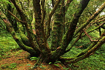 Yew tree (Taxus baccata) in temperate forest, Killarney National Park, County Kerry, Republic of Ireland, Europe July 2009