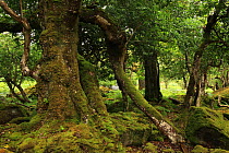 Sessile Oak (Quercus petraea) and Holly trees (Ilex aquifolium) in temperate forest, Killarney National Park, County Kerry, Republic of Ireland, EuropeJuly 2009