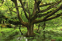 Sessile Oak (Quercus petraea) in temperate forest during a flood from heavy rain, Killarney National Park, County Kerry, Republic of Ireland, Europe July 2009