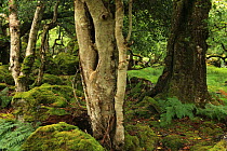 Holly (Ilex aquifolium) and Oak tree (Quercus petraea) in temperate forest, Killarney National Park, County Kerry, Republic of Ireland, Europe July 2009
