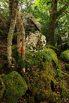 Holly trunks (Ilex aquifolium) Oak tree (Quercus petraea) and mossy boulders in temperate forest, Killarney National Park, County Kerry, Republic of Ireland, Europe