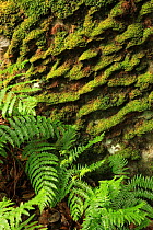 Moss pattern on  rock & Bracken fronds (Pteridium aquilinum) in temperate forest, Killarney National Park, County Kerry, Republic of Ireland, Europe