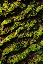 Close-up of Moss patterns on a rock in temperate rainforest, Killarney National Park, County Kerry, Republic of Ireland, Europe