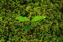 Holly seedling (Ilex aquifolium) amongst moss in temperate forest, Killarney National Park, County Kerry, Republic of Ireland, Europe