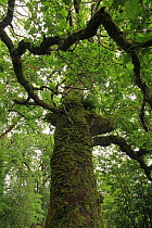 Branch pattern of moss-covered Oak tree (Quercus petraea) in temperate forest , Killarney National Park, County Kerry, Republic of Ireland, Europe