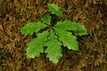 Sesile oak seedling (Quercus petraea) amongst moss in temperate rainforest, Killarney National Park, County Kerry, Republic of Ireland, Europe