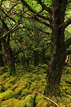 Yew trees (Taxus baccata) in Rennadinna yew woodland, on limestone pavement, Killarney National Park, County Kerry, Republic of Ireland, Europe