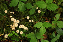 Fungi amongst Woodland strawberries (Fragaria vesca) on forest floor in Rennadinna yew woodland, on limestone pavement, Killarney National Park, County Kerry, Republic of Ireland, Europe