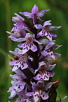 Common spotted-orchid (Dactylorhiza fuchsii), Killarney National Park, County Kerry, Republic of Ireland, Europe