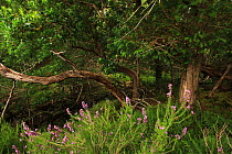 Strawberry tree (Arbutus unedo)  Holly (Ilex aquifolium), Yew tree (Taxus baccat) and Heather, Killarney National Park, County Kerry, Republic of Ireland, Europe