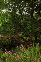 Strawberry tree (Arbutus unedo)  Holly (Ilex aquifolium), Yew tree (Taxus baccata) and Heather, Killarney National Park, County Kerry, Republic of Ireland, Europe