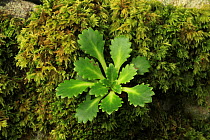 Saint Patrick's cabbage (Saxifraga spathularis) Killarney National Park, County Kerry, Republic of Ireland, Europe