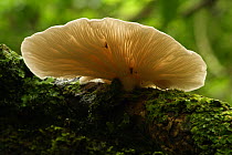Backlit oyster fungus (Pleurotus ostreatus) temperate forest, Tomies Wood, Killarney National Park, County Kerry, Republic of Ireland, Europe
